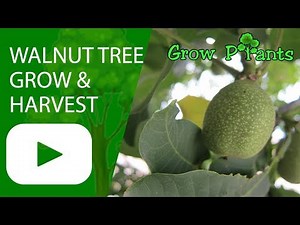 Walnut tree - grow & harvest nuts