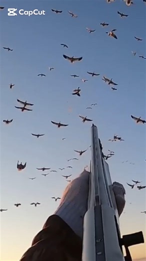 Best hunt snow goose hunting #bird #hunting #viralvideo #foryou