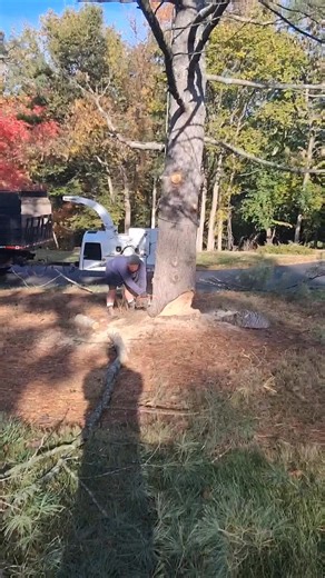 Whites Tree Service 60 plus years and going strong... | JD Chastain