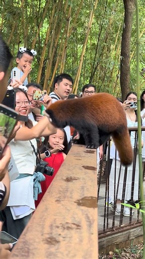"I am the most adorable baby in the world!" A cute red panda is playing with travelers at a zoo in #China, capturing the hearts of everyone. #animal #redpanda #nature | T-Time HK