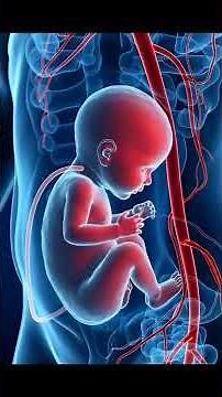 How a Baby Forms & Gets Food Inside the Mother | Placenta and Umbilical Cord Explained