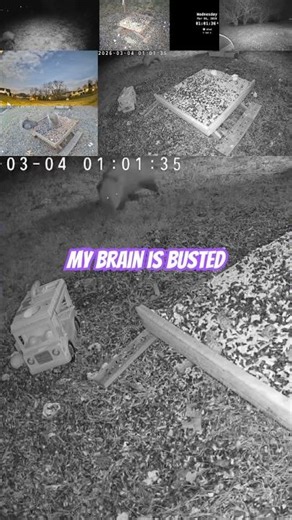 Opossum Scared of a Toy Food Truck #wildlife #backyardnature #crittercam