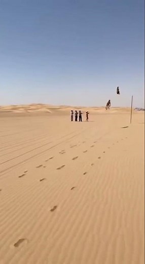 They Went Flying😱😱 Cheetah and Greyhound Race