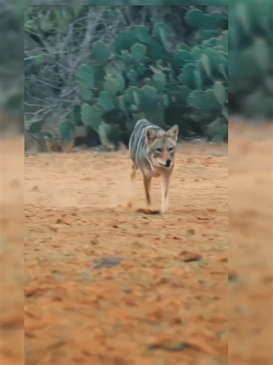 Wolf Perfect Shot 🐺🔥Very Nice Beautiful Wolf Hunting ShotPerfect Wolf Shot in ForestWolf Amazing