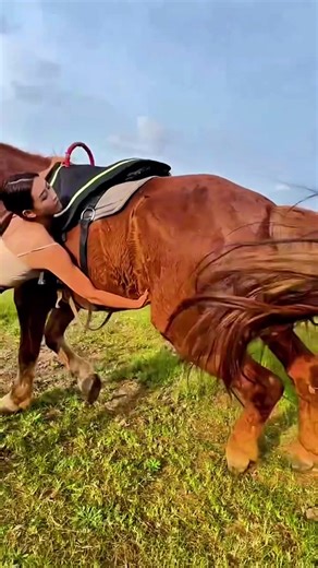 الخيل العربي الأصيل: جمال وأصالة في كل حركة