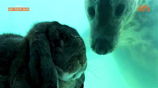 Rabbit loves visiting his seal friend at the sanctuary
