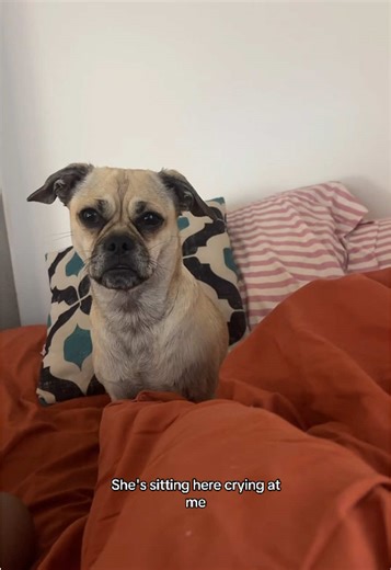 The Perfect Lap Dog: A Dog Parent's Delight