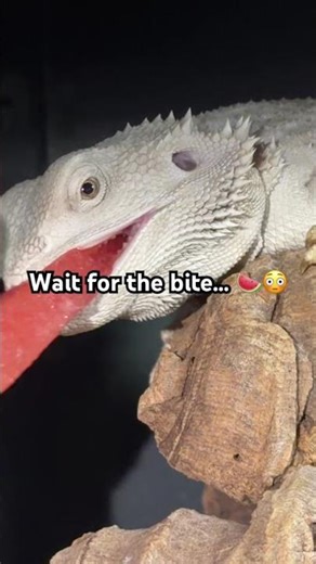 Zero Bearded Dragon Shows Her Teeth 😳🍉 | Big Watermelon Bite
