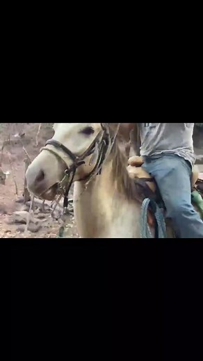 #ganaderos #elsalvador #ganadobravo @castro.1418D #🤠💪🏻🔥