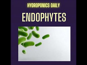 Endophytes: The Hidden Microbes Inside Plants