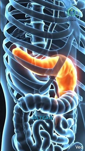 the pancreas