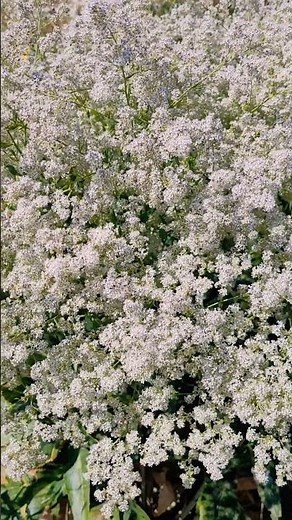An Endemic, Rare Natural Wonder of a Plant | I Wonder What Its Name Is?