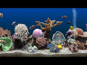 Aquarium Bildschirmschoner #1