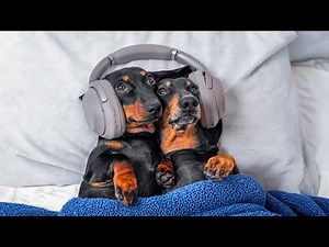 This Dog Has a Secret Musical Talent! (Cutest Dachshund Compilation)