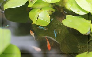 Can Betta Fish Live in Outdoor Pond?