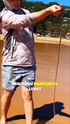 Cacing Bobbit — Pemburu Laut Dalam yang Menyergap Secepat Kilat