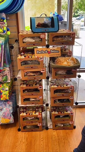 She’s a Pro at making videos Now AND Then!! You could say that this “Kid” has been making Learning Express Toys videos all her life!🤩 #imjustakid #imjustakidchallenge #toys #perfectpets #perfectpetzzz #learningexpresstoys #fidgets #fidgettoys