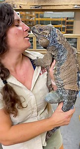 46K views · 1.4K reactions | We have raised Beckam here at the zoo since he was a little baby殺 He is very smart and definitely recognizes us He loves being pet and is the cutest when we do it殺 . . . #beautiful #small #feeding #feed #banana #strawberry #animals #iguana #cute #wow #wildlife #fbpost #animal #reels #fbreelsvideo #reels #fbreels #animallovers #life #fun #wild #AmaZing #video #moment #facebook #fb #post #friends #facebook | The Reptile Zoo | Facebook