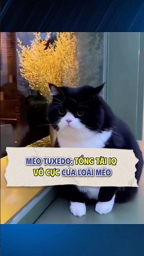 Mèo tuxedo: tổng tài IQ vô cực của loài mèo #S8 #meotuxedo #animalfacts #fact #cat