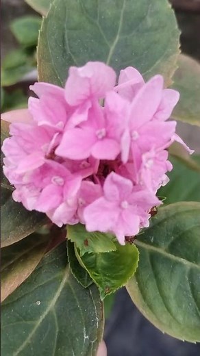 Hortênsia rosa #plantas #flores #hortensia