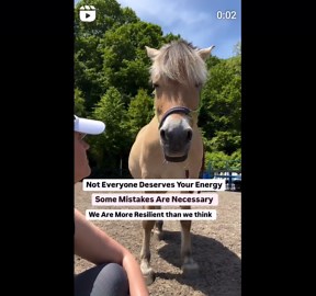 Horses Teach Resilience: Life Lessons from Equines