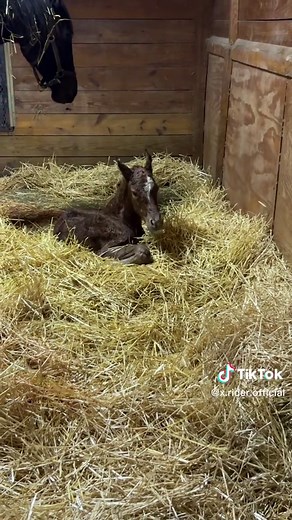 I forgot to post this yesterday morning #charlatan #filly #thoroughbred #racehorses #horseracing #horse #equestrian #foal #foalingseason2023 #foalingseason #broodmare #mare