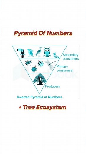 Pyramid of Numbers in tree ecosystem !! #neet #neet2025 #botany #biology #aiimsBotanyNeet