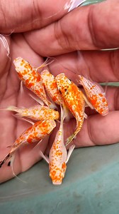 Sakura molly fish #mollyfish #ballonmolly #mollybreeder | Arthur Fishmaker