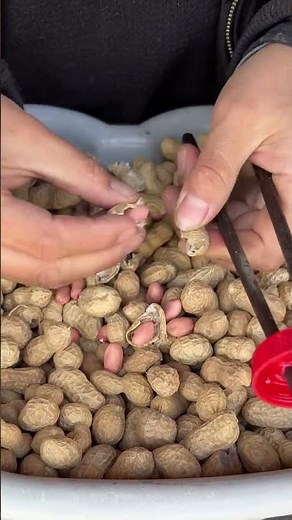 The process of shelling peanuts with an ingenious tool