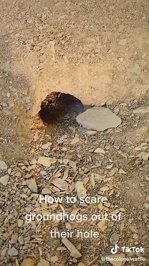 How to get rid of groundhogs^ #howto