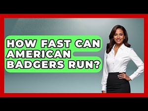 How Fast Can American Badgers Run? - The Wild Life Explorer