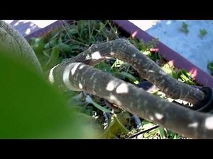 Repair a broken branch