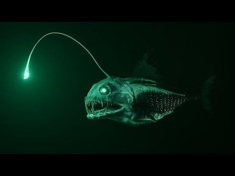 Deep-Sea Dwellers : Exploring the Mysterious World of Angler Fish | Angler Fish | Wildlife