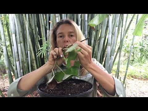 How to Grow Sweet Potato from Root or Cutting