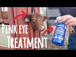 How to Treat Pink eye on a COW