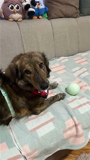 Sonya and Žuža #dog #relax #viral