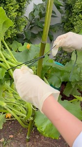 2.9K reactions · 238 shares | Training my Yellow Squash to grow upwards  - adding plant support and clean up | Che Thompson | Facebook