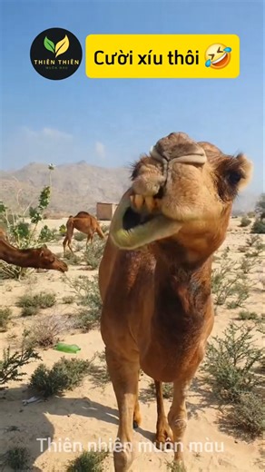 Tổng Hợp Khoảnh Khắc Hài Hước Của Động Vật #funny #shorts #animals