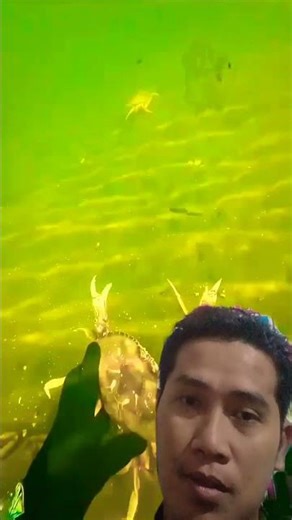 CRABS RAVE #rivercrab #crabscatching #crabgravy ##shortvideo