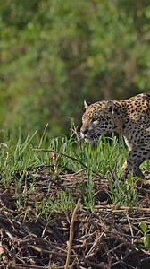 The jaguar hunts in the heart of the Pantanal—a symbol of nature’s strength and balance. 🇧🇷A onça-pintada caça no coração do Pantanal—um símbolo de força e equilíbrio da natureza.#Jaguar #Pantanal #Wildlife #Nature #BigCats #Biodiversity #Conservation #WildlifePhotography #yaraecosafaripantanal #panthera #portojofre #onça #onçapintada #felino #feline #cat #safari #ecoturismo #viagem #wildlifephotographer #animal #fauna #selvagem #wild | Gustavo Gaspari