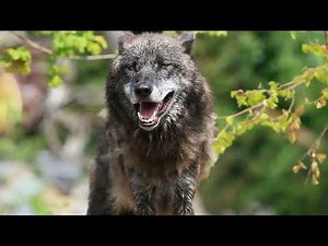 The Wild World of Timber Wolves