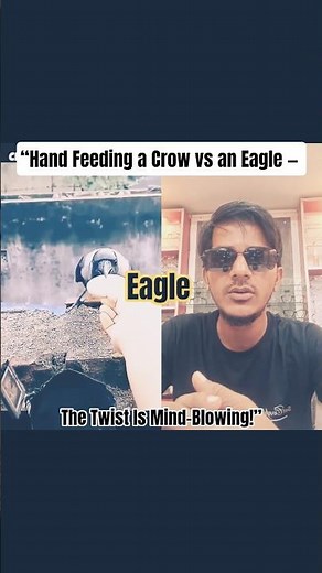 Crow Eats Free, Eagle Earns Food! #CrowVsEagle #WildlifeShorts #AnimalBehavior #ytshorts