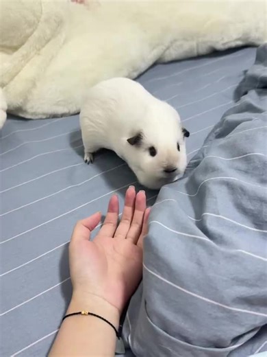 Adorable Guinea Pig Videos for Pet Lovers