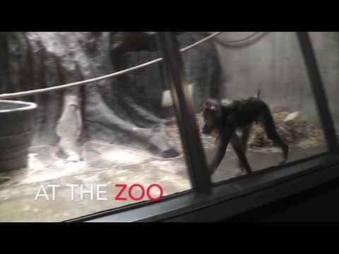 Zoochosis in Cleveland