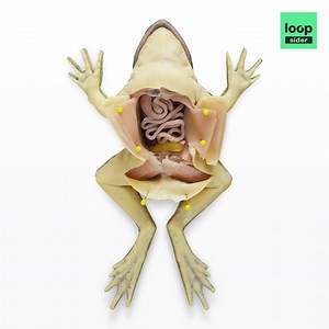 Students are now dissecting fake frogs in science class and sparing the lives of millions of frogs 🐸 | Loopsider English
