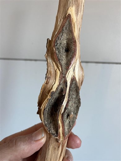 52” Diamond Willow (WOW~RAISED <> BEAUTY) *you Carve* Cane, Carving Blank, Walking Stick, Twisted Wood, Dead, Colorful - Etsy