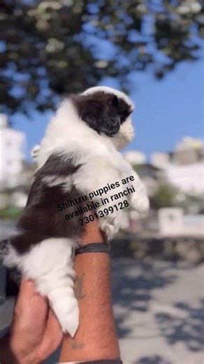 Ultimate Quality of shihtzu puppies are available in ranchi#viral#shorts#shortsfeed#shihtzu#ytshorts