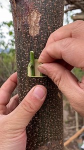 681K views · 2.2K reactions | How A Branch Is Attached Through Tree Grafting | ManMade | Facebook