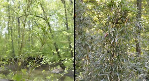 Identifying Giant Cane, a native bamboo