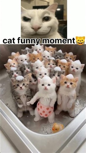 ​🐱 The Ultimate Kitten Pool Party! 🧼 #trend